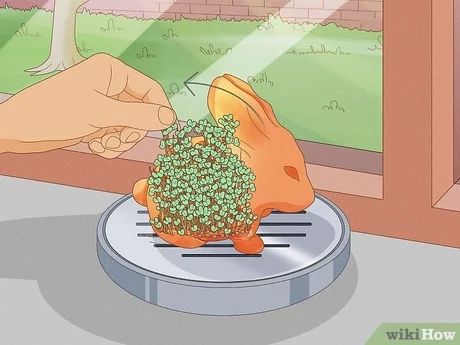 How to Grow a Chia Pet: 14 Tips for Healthy Plants Chocolate Bibles, Lana Christmas, Diy Valances, Repair Shoes, Portable Pools, Pet Diy, Fake Rock, Chia Pet, Garden Mushrooms