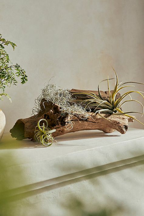 Use this found piece of natural driftwood in terrariums to mount small plants, such as tillandsia, or as the base for a table centerpiece or mantel decor. Each is a natural specimen; the tree root you receive will have its own unique look, so each one is a special, one-of-a-kind piece. | Driftwood, Horizontal, Size: 12 at Terrain Driftwood Wedding Centerpieces, Succulent Terrariums, Driftwood Planters, Plant Centerpieces, Driftwood Centerpiece, Exhibition Ideas, Driftwood Projects, Tree Root, Driftwood Decor