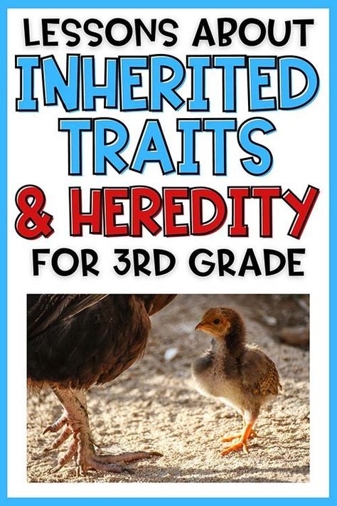 Inherited Traits and Heredity - 3rd Grade Science — Poet Prints Teaching Animal Traits 3rd Grade, Inherited Traits Anchor Chart, Third Grade Science Lessons, 3rd Grade Science, Inherited Traits, Science Lessons Elementary, Animal Traits, 3rd Grade Activities, Differentiated Learning