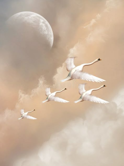 Swans Flying Painting, Swan Flying, Swans Flying, Forest Tattoo Sleeve, Flying Swan, Swan Photo, Wings Inspiration, Swan Drawing, Swan Wings