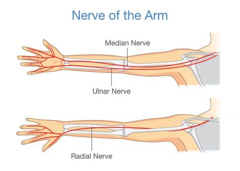 Nerves of forearm and hand, Nerve injuries types & causes Radius Bone, Cubital Tunnel Syndrome, Nerve Conduction Study, Radial Nerve, Ulnar Nerve, Drawing Blood, Posture Brace, Median Nerve, Tens Machine