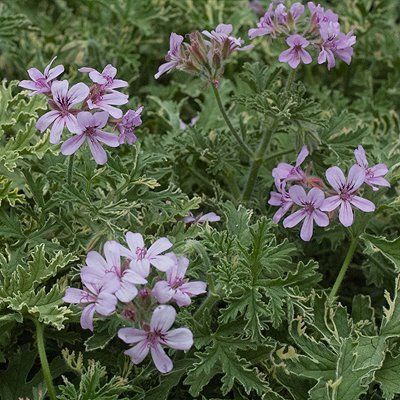 Dusty Pink Flowers, Sage Green Leaves, Broadleaf Evergreen, Scented Geranium, Garden Catalogs, American Garden, Rose Scent, Pelargonium Graveolens, Overwintering