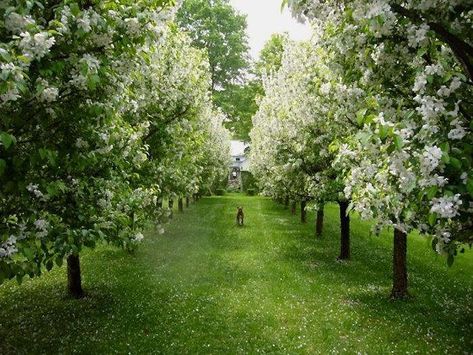 A Secret Garden: Fanciful Topiary in the Berkshires Orchard Garden, Wild Flower Meadow, A Secret Garden, The Berkshires, Crabapple Tree, Crab Apple, Apple Orchard, Garden Landscape Design, White Gardens