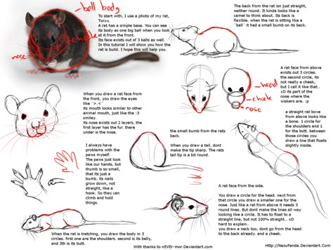 Rat Tutorial by NezuPanda on DeviantArt Humblewood Art, Rat Character, Mouse Drawing, Arte Indie, Animal Anatomy, A Rat, Commissioned Artwork, Pet Rats, Anatomy Drawing