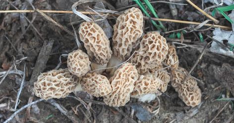 I’ve had strangers offer up onX pins for where to find roosted turkeys and spawning walleye, but rarely do foragers volunteer morel mushroom spots. Like a good family recipe or secret bait, a lot of morel honey holes go to the grave with whomever found them. Since no one is going to walk you into a... Where To Find Morel Mushrooms, Growing Morel Mushrooms, Morel Recipes, Morel Mushroom Hunting, Mushroom Farming, Edible Wild Mushrooms, Growing Mushrooms At Home, Mushroom Identification, Bountiful Baskets