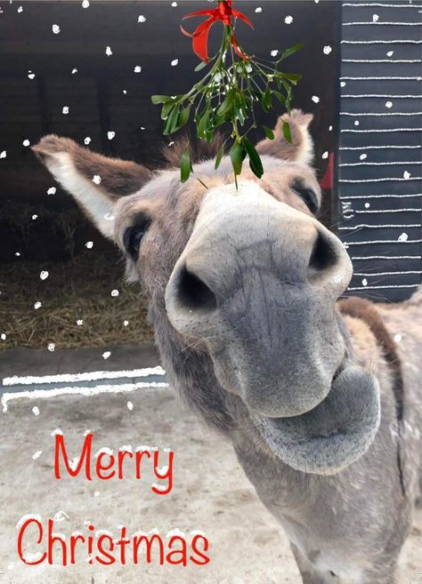 Christmas Donkey Pictures, Xmas Food Gifts, Friends Messages, Donkey Christmas, Christmas Donkey, Thanksgiving Pictures, Xmas Food, Donkeys, Food Gifts