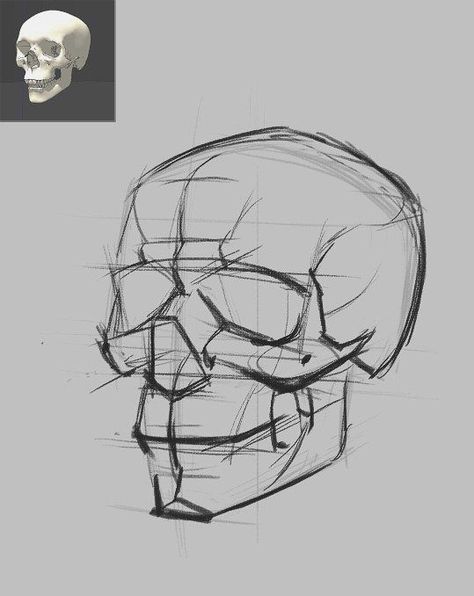 Skeleton Parts Drawing, Scull Drawing Reference, Skull Study Drawing, How To Draw Skull, Skull Anatomy Drawing Study, How To Draw A Skull, Skull Drawing Reference, Skull Anatomy, Skull Reference