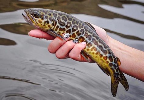 Tiger Trout, Trout Fishing Tips, Fishing Photography, Fly Fishing Tips, Brook Trout, Cool Fish, Fly Fisherman, Brown Trout, Fishing Knots