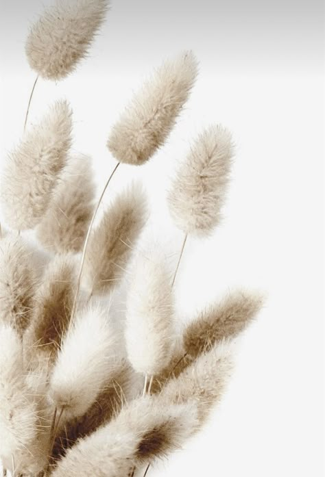 Image 3d, Watercolor Wallpaper, Beige Aesthetic, Jolie Photo, Pampas Grass, Aesthetic Backgrounds, Picture Wall, Pretty Wallpapers, Color Inspiration