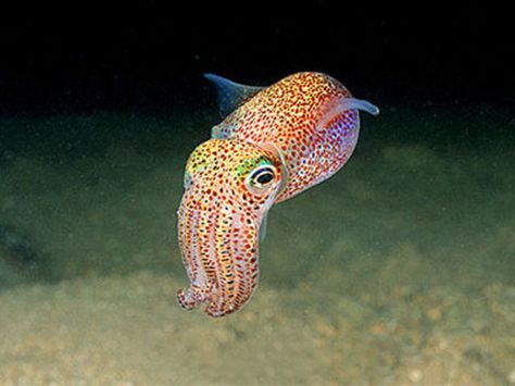 Forget Stubby Squids! Bobtail Squids are like an oceanic Lisa Frank fever dream wrapped up in tentacles! Baby Squid, Fauna Marina, Deep Sea Creatures, Rainbow Leopard, Underwater Creatures, Underwater Life, Aquatic Animals, Marine Animals, Ocean Creatures