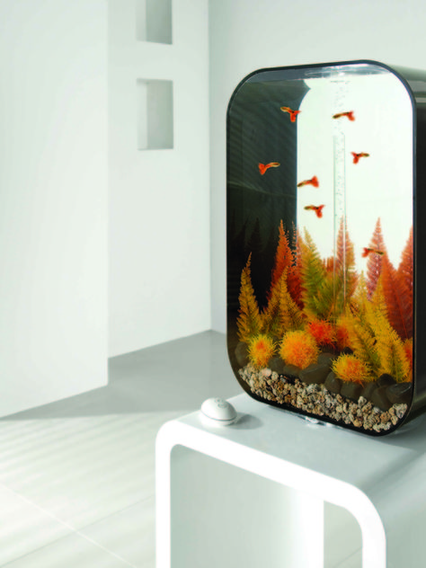 Interior Aquarium, Biorb Fish Tank, Kandang Hamster, Aquarium Coffee Table, Plant Aquarium, Fish Tank Themes, Fish Ideas, Fish Keeping, Fish Tank Design