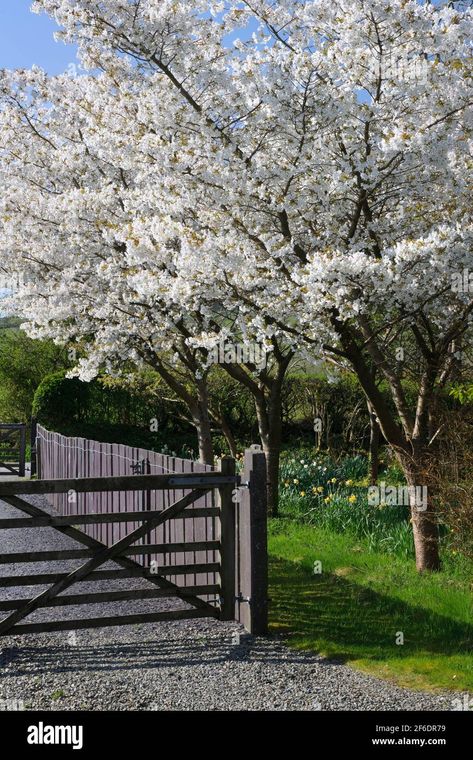 Single white flowers of a Japanese flowering cherry Prunus serrulata Joi-nioi (almond scented blossom) taken in early April near Caernarfon, N. Wales Stock Photo - Alamy Prunus Serrulata, April Flowers, Blossom Garden, Woodland Garden, Spring Blossom, Cherry Tree, Single Flower, Barn House, House Inspiration