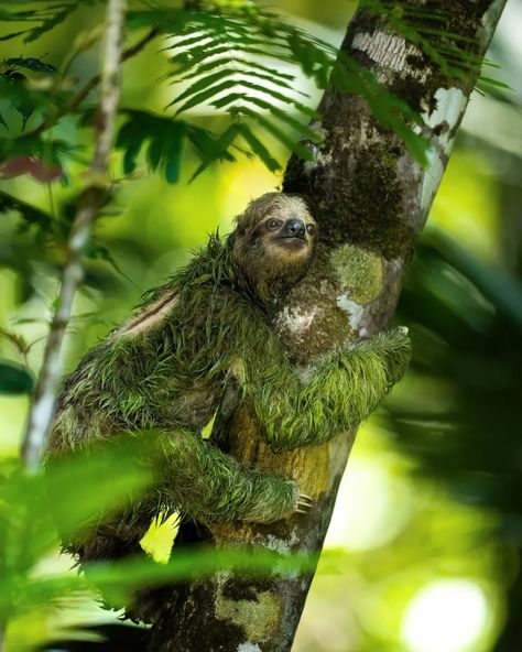 The week in wildlife – in pictures: a mossy sloth, poison frogs and a newborn shark | Environment | The Guardian Moss Growing, Chinstrap Penguin, Poison Frog, Eurasian Eagle Owl, Deer Crossing, Best Swimmer, Bird Silhouette, Kruger National Park, Great White Shark