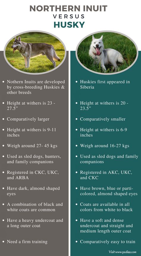 Northern Inuit, Husky Facts, Northern Inuit Dog, Dire Wolf, Irish Wolfhound, Companion Dog, Dog Rules, American Kennel Club, What Is The Difference Between