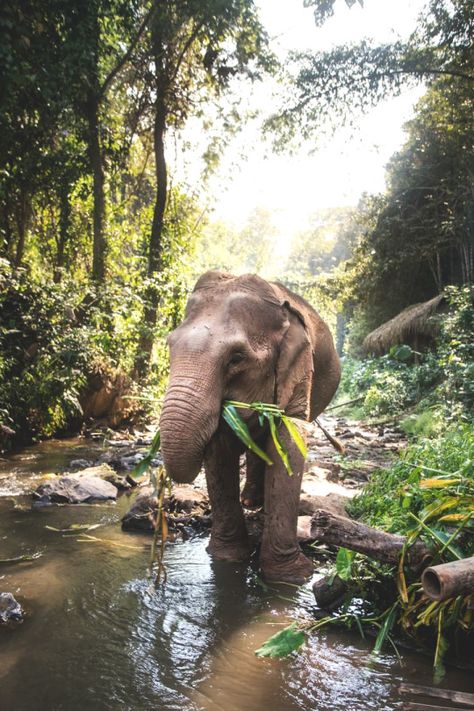 Elephant Sanctuary Thailand, Bali Elephant, Chiang Mai Elephant, Elephant Photography, Thailand Elephants, Photo Animaliere, Elephant Sanctuary, Africa Do Sul, Animal Sanctuary