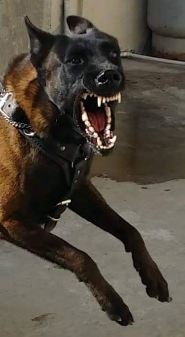 Belgian Malinois Aggressive, Scary Dog, Dog Aggression, Malinois Dog, Scary Dogs, Type Shi, Baby Cow, Aggressive Dog