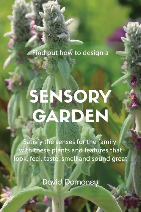 Scented Plants, Sensory Garden, School Garden, Ground Cover Plants, Gardening Advice, The Senses, Garden Club, Chelsea Flower, Chelsea Flower Show