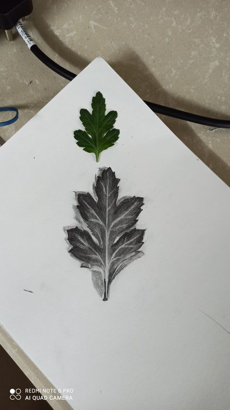 Drawing Basics, Realistic Sketch, Leaf Drawing, Basic Drawing, Anatomy Reference, Natural Forms, Fine Arts, Anatomy, Sketch