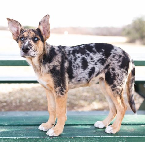 GSD/catahoula mix. Catahoula Puppies, Catahoula Mix, Catahoula Leopard Dog Mix, Physical Traits, Best Dogs For Families, Shepherd Mix Dog, German Shepherd Mix, Animal Babies, Rare Dogs