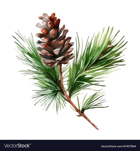 Pine Needle Painting, Pine Cone Drawing Simple, Watercolor Pine Branch, Pinecone Drawing, Pinecone Illustration, Pinecone Watercolor, Pine Cone Drawing, Cone Drawing, Pine Branch