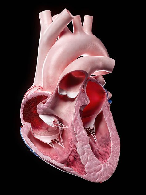 Human Body Projects, Ekg Interpretation, Human Heart Anatomy, Heart Real, Heart Model, Medical Profession, Heart Anatomy, Heart Care, Stock Portfolio