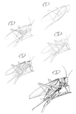 Grasshopper Drawing, Fine Art Painting Techniques, Step By Step Sketches, Beginner Drawing Lessons, Dragonfly Drawing, Architecture Drawing Plan, Nature Sketch, Charcoal Sketch, Sketching Techniques