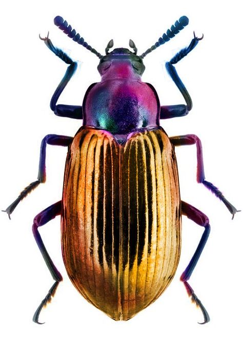 Art Bio, Beetle Art, Cool Insects, Beetle Insect, Cool Bugs, Bug Art, A Bug's Life, Beautiful Bugs, Arthropods