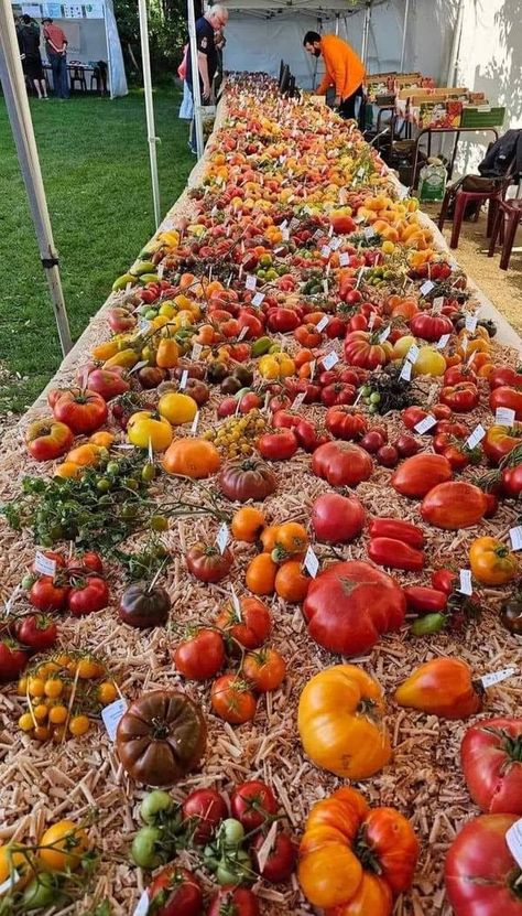 Tomato Festival, Varieties Of Tomatoes, Growing Veggies, Sushi Sandwich, Dinner Bread, Cheese Dessert, Taste Made, Veg Garden, Fresh Fruits And Vegetables