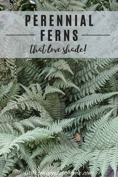 For shade-loving ferns, evergreen ferns, tall ferns or short ones, this list of winter hardy fern varieties has something for every garden. #fromhousetohome #ferns #shadegarden  #shadeperennials Perennial Ferns, Partial Shade Perennials, Shade Perennial Garden, Fern Varieties, Shade Flowers Perennial, Evergreens For Shade, Christmas Fern, Evergreen Ferns, Fern Garden