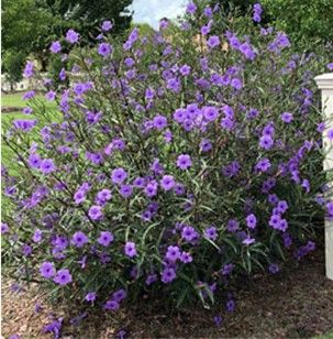 Petunia Mexican (Tall) Mexican Petunias, Mexican Petunia, Landscaping Shrubs, Desert Gardening, Bog Garden, Arizona Landscape, Desert Garden, Blooming Plants, Violet Flower