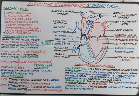 Cardiac Cycle Notes, Structure Of Human Heart, Cardiac Cycle, Tricuspid Valve, Mitral Valve, Short Notes, Notes Aesthetic, Biology Facts, Biology Notes