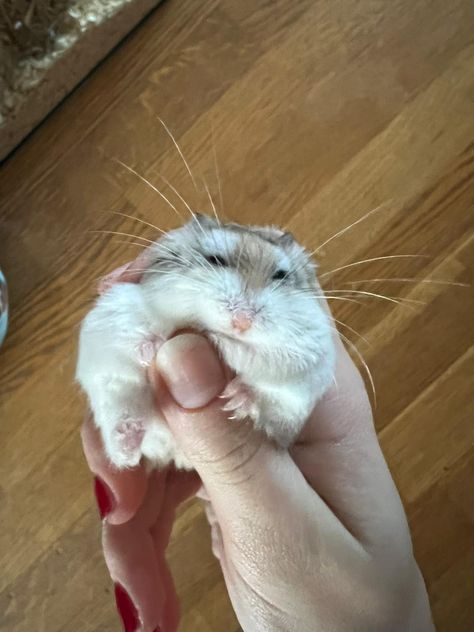 roborovski hamster Robo Hamster, Roborovski Hamster, Hamster Breeds, Dreamcore Weirdcore, Cute Hamsters, Having A Bad Day, Cute Friends, Cute Little Animals, Aesthetic Art