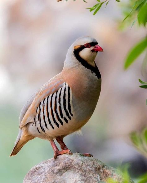 Chukar Partridge Portrait Ladakh, India Photo by Asis Ray Chukar Partridge, Grey Partridge, Red Bill, Quails, Mountain Goat, Game Birds, All Birds, Partridge, Hunting Dogs