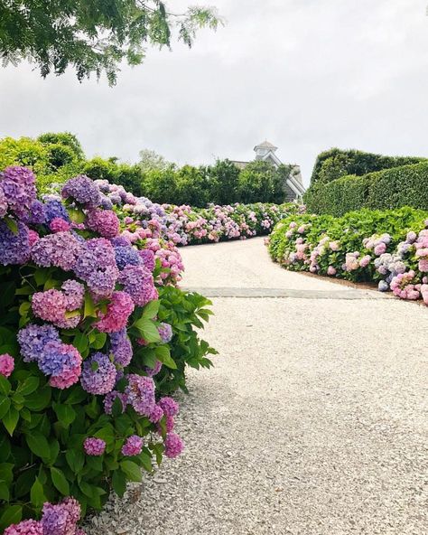 25.5k Likes, 199 Comments - Country Living (@countrylivingmag) on Instagram: “The driveway of our dreams. #CLscenery #hydrangeas #nantucket #regram @mackenziehoran” Landscaping Trees, Long Driveways, Driveway Landscaping, Farmhouse Landscaping, Low Maintenance Landscaping, Portobello, Trees And Shrubs, Landscape Ideas, Front Garden