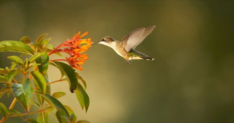 NATURE is a voice for the natural world. As one of the most watched documentary film series on public television, NATURE delivers the best in original natural history films to audiences nationwide. Celebrating its 37th Season in Fall 2018, NATURE is a production of THIRTEEN in association with WNET New York Public Media, the parent … Wallpaper Nature Flowers, Wallpaper Accent Wall, Beautiful Flowers Wallpapers, Iphone Wallpaper Vintage, Beautiful Nature Wallpaper, Video Services, Nature Quotes, Documentary Film, Relaxing Music