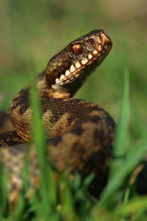 European Adder, Adder Snake, Snake Pictures, Snake In The Grass, Animals Tattoo, Venomous Snakes, Snake Venom, Cute Reptiles, Reptile Snakes