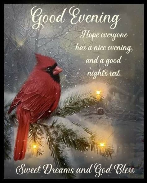 Winter Blessings, Happy Evening, Blessed Night, Good Morning Images Hd, Christmas Cardinals, Winter Images, Good Night Greetings, Good Night Sweet Dreams, Good Afternoon