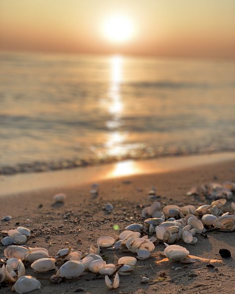 🔥 📷 @leanderwattig #Ostsee #OstseeOffice Jewelry Template, Snapchat Story, Sun Set, Sky Aesthetic, Insta Story, Palm Trees, Sea Shells, Balayage, The Beach