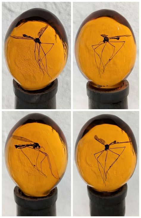 Four views of the amber handle of my John Hammond Jurassic Park cane by Cosology. Like the original, it uses a Crane Fly rather than a Mosquito. John Hammond Jurassic Park, Jurassic Park Costume, John Hammond, Crane Fly, Jurassic Park World, Replica Prop, Origami Crafts, Jurassic World, Jurassic Park