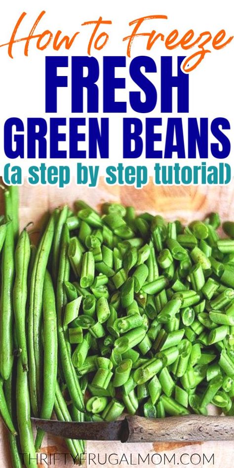 Freezing fresh green beans is so easy! Learn how to blanch and freeze green beans from your garden or farmer's market. Freezing Green Beans From The Garden, How To Freeze Green Beans, Freezing Green Beans, Frozen Green Bean Recipes, Freezing Onions, Preserving Green Beans, Freezing Veggies, Summer Canning, Freezing Recipes