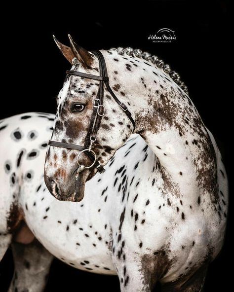 Gray Horses, Spotted Horse, Leopard Appaloosa, Pony Breeds, Cutee Animals, Horse Colors, Horse Artwork, Types Of Horses, Grey Horse