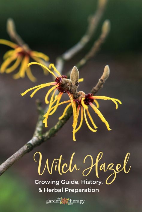 Witch Hazel Growing Guide and Herbal Preparation. Witch hazel is a beautiful ornamental in the home garden, and it can be harvested to make a simple, healing facial toner that reduces inflammation, acne, and fights signs of aging. In addition to that, the plant is hardy and easy to care for. Read on to find out how and why to grow this stunning, healing little tree and how to harvest and use it at home. #gardentherapy #witchazel #gardening #herbs Witch Hazel Tree, Healing Skin, Medicinal Herbs Garden, Witch Garden, Gorgeous Gardens, Witch Hazel, Growing Herbs, Penguin Books, Facial Toner