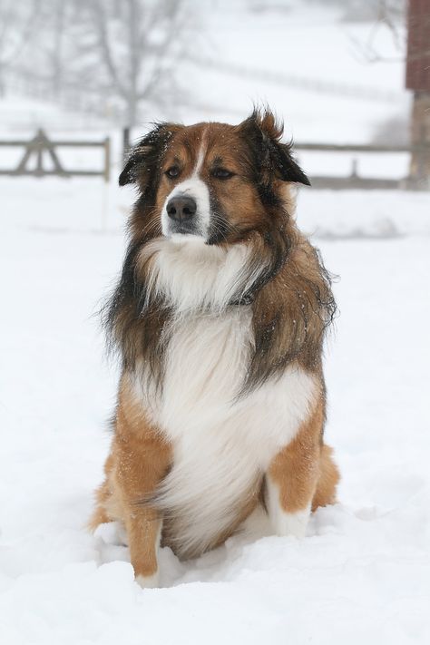 Gallery — Boreland English Shepherds I Am Trying My Best, Lovers Tattoo, Scotch Collie, English Dogs, Tattoos For Dog Lovers, English Shepherd, Every Dog Breed, Pet Videos, Dog Video