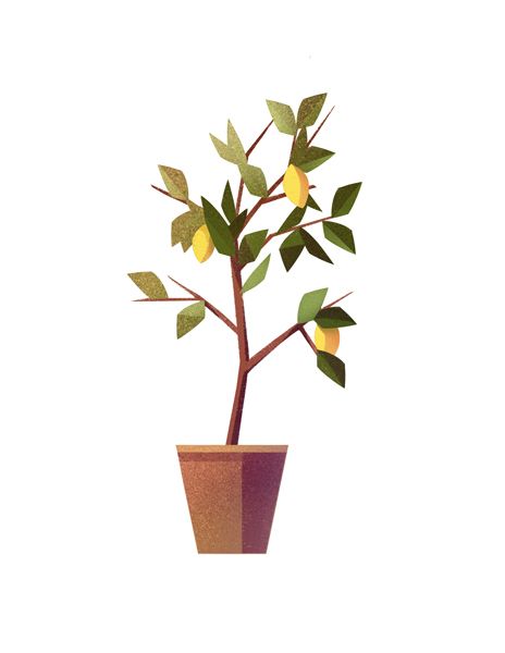 Plants on Behance Mark Boardman, Hawthorn Tree, Pantry Wall, Sims House Design, Portfolio Images, Citrus Trees, Tree Logos, Orange Tree, Lemon Tree