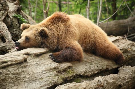 Lazy bear. Is laying on an old tree , #AD, #bear, #Lazy, #tree, #laying #ad Lazy Bear, Mortgage Advice, Mortgage Broker, Brochure Design Inspiration, Old Tree, Banner Printing, Bournemouth, Animals Images, Brown Bear