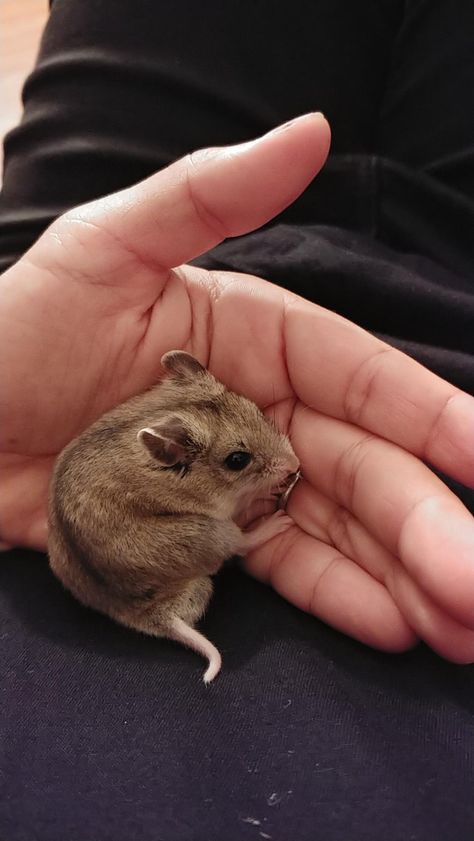 Having trouble potty training my new lil guy Oso. He's a chinese hamster. I havent had a pet hamster since I was a kid but recall having an easier time potty training Syrians. Oso seems to prefer to do all his business on his wheel. Any tips would be appreciated! Chinese Hamster, Pet Hamster, Hamster Eating, Cute Hamsters, Fluffy Animals, Potty Training, Hamsters, Rodents, Cute Little Animals