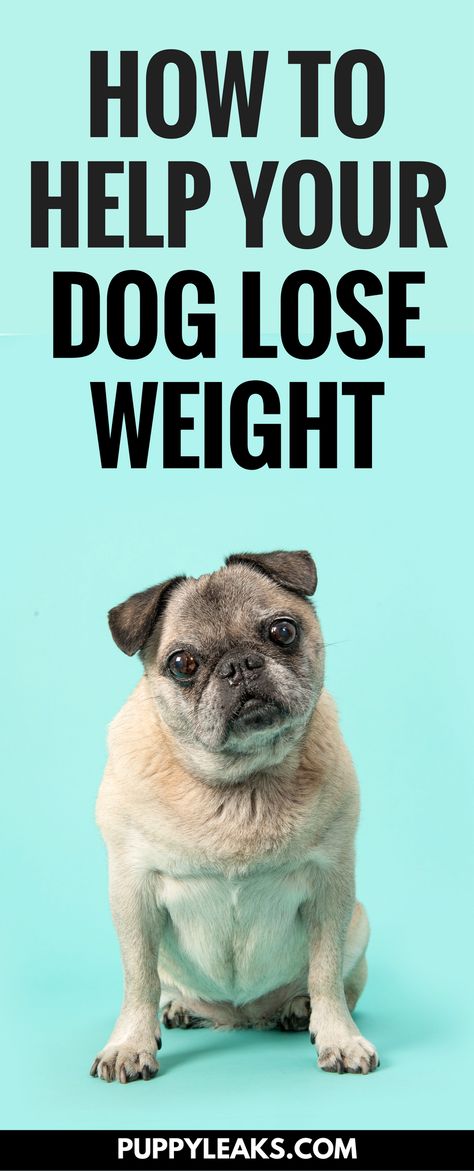 Does your dog need to lose a few pounds? Here's 5 tips to help your dog lose weight, and how to help them keep it off in the long run. From measuring out all of their meals to using veggies as dog treats, there's a few simple ways to help your dog lose weight. #dogs #doghealth #dogtips #dogcare #dogadvice Homemade Weight Management Dog Food, Dogs Ears, Vet Medicine, Dog Advice, Applesauce Cake, Healthy Supplements, Dog Weight, Domestic Animals, Dog Exercise