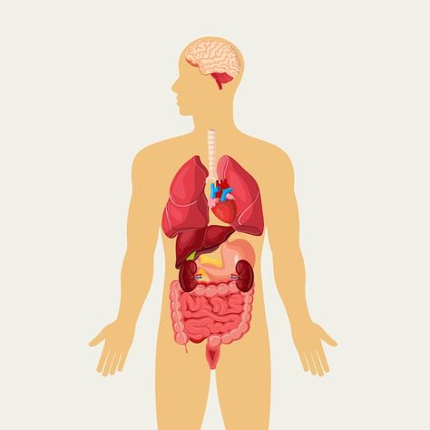 Organ Manusia, Human Organ System, Education Chart, Human Body Organ System, Biological System, Learn Yoga Poses, Human Organs, Human Body Organs, Body Part Drawing