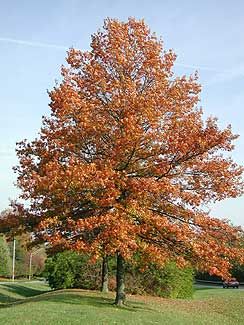 Pin Oak Tree, Oak Trees Landscaping, Plants For Landscaping, Canadian Hemlock, Cardinal Flower, Street Trees, Oak Trees, Ornamental Plants, Deciduous Trees