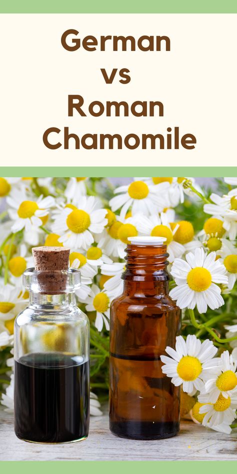 Hey there! Welcome to our aromatherapy blog, Where we will dive deep into the world of essential oils. Today, we’ll be comparing two popular chamomile essential oils – German vs Roman Chamomile. So, start up your diffuser, and let’s explore the calming and soothing powers of these aromatic oils! Chamomile Hair, German Chamomile Essential Oil, Green Roots, German Chamomile, Roman Chamomile Essential Oil, Facial Nerve, Yl Essential Oils, Chamomile Oil, Aromatic Oils